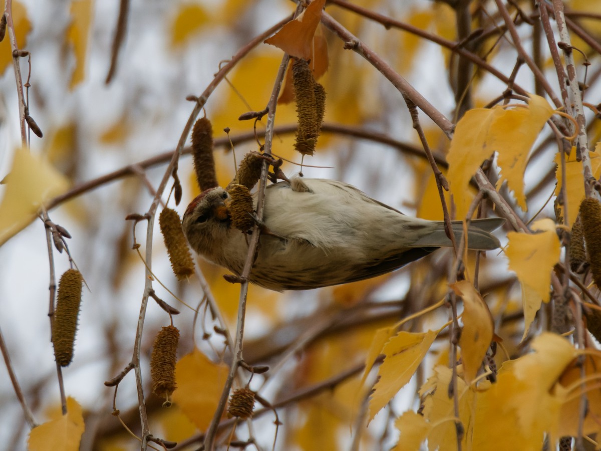 普通朱頂雀 - ML646473229