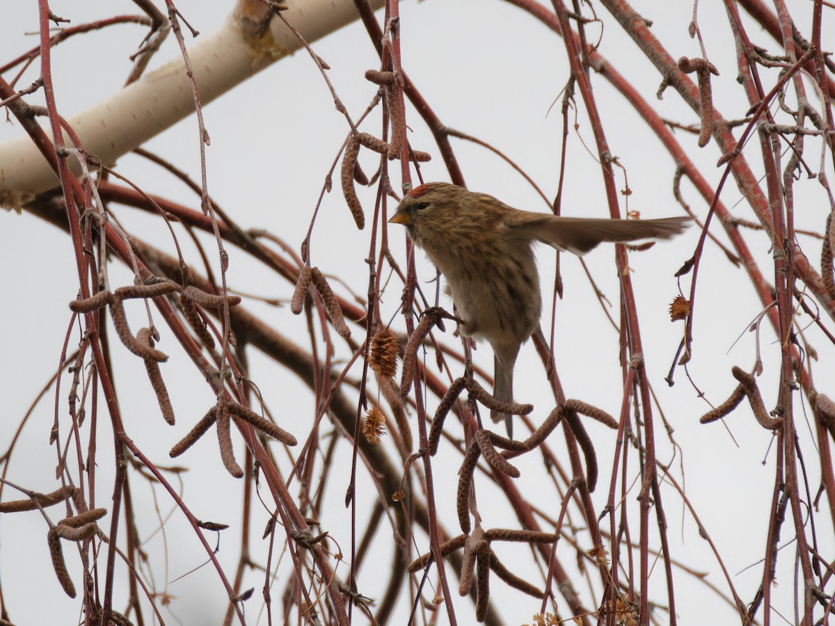 普通朱頂雀 - ML646473230