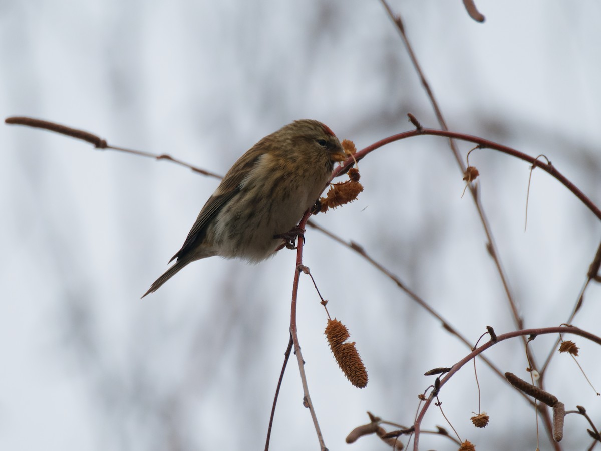 普通朱頂雀 - ML646473231