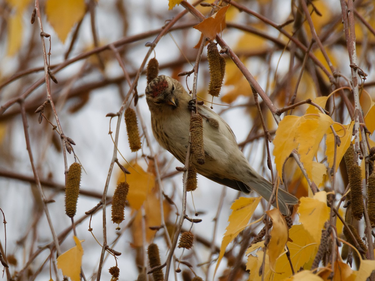 普通朱頂雀 - ML646473232