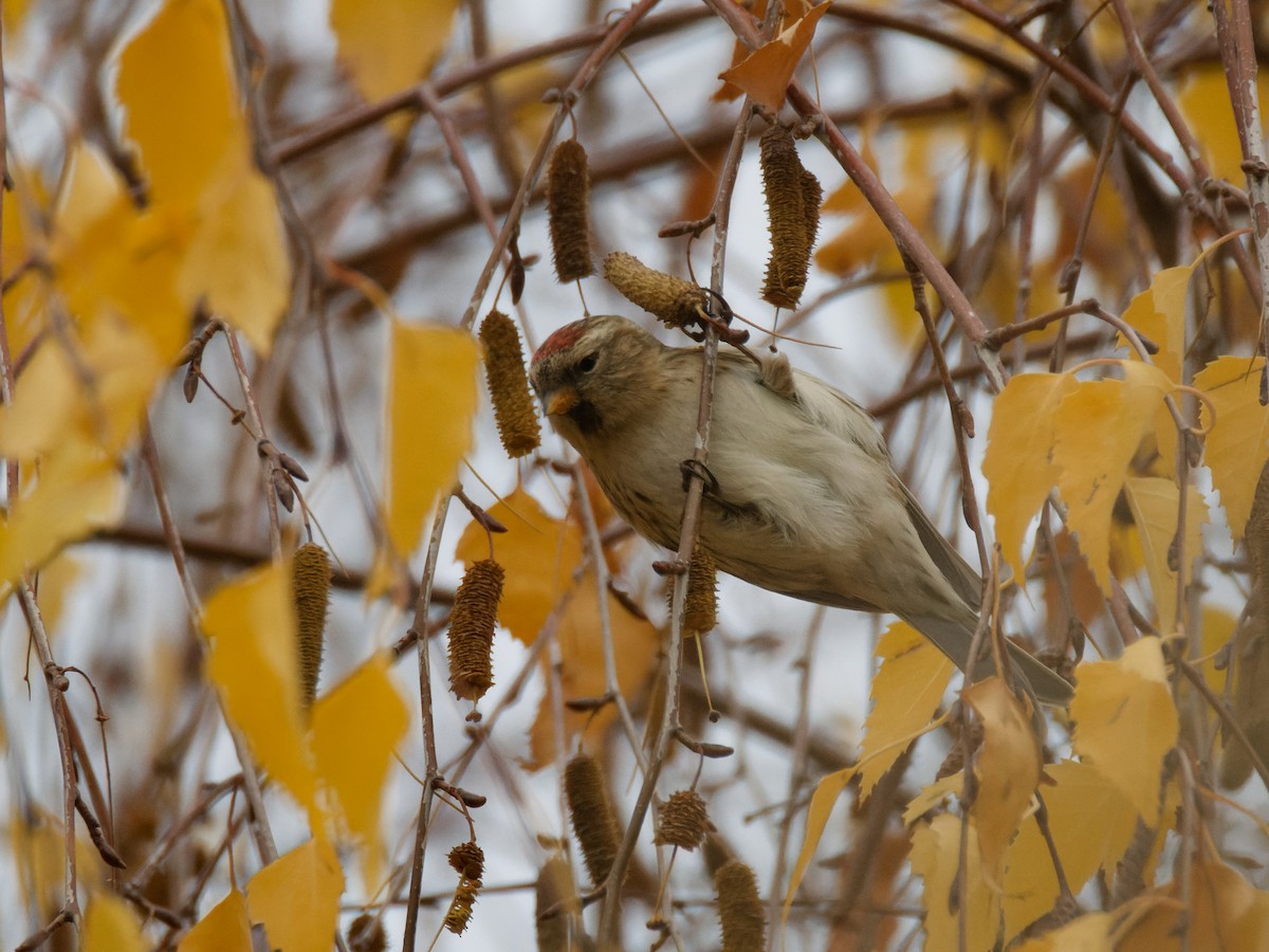 普通朱頂雀 - ML646473233