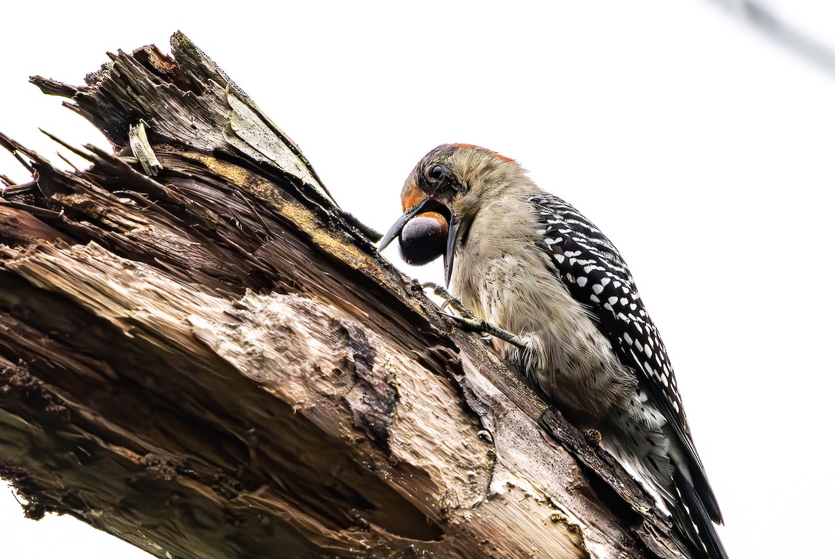 Red-bellied Woodpecker - ML646473235