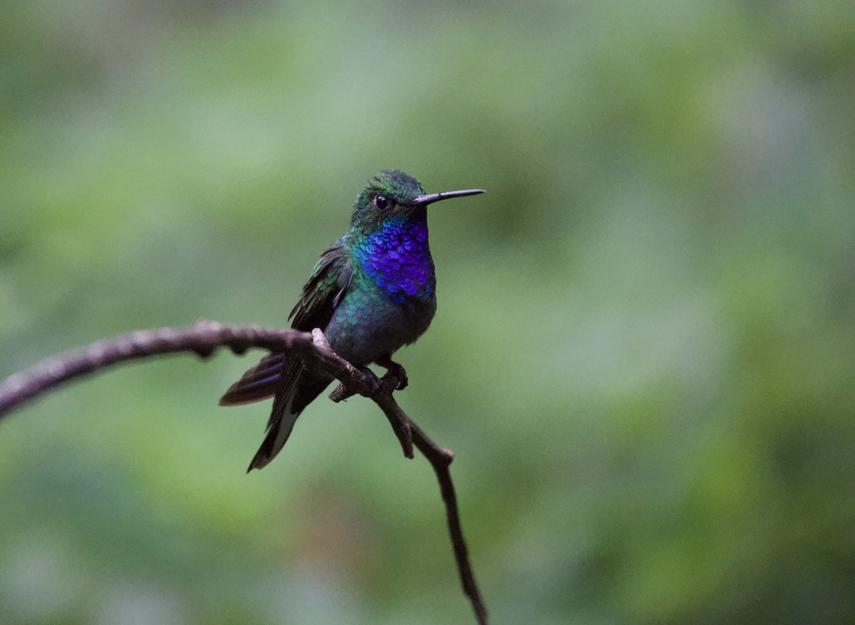 Green-backed Hillstar - ML646473238
