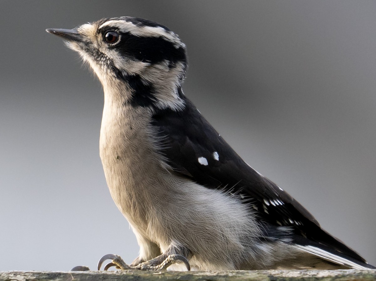 Downy Woodpecker - ML646473239