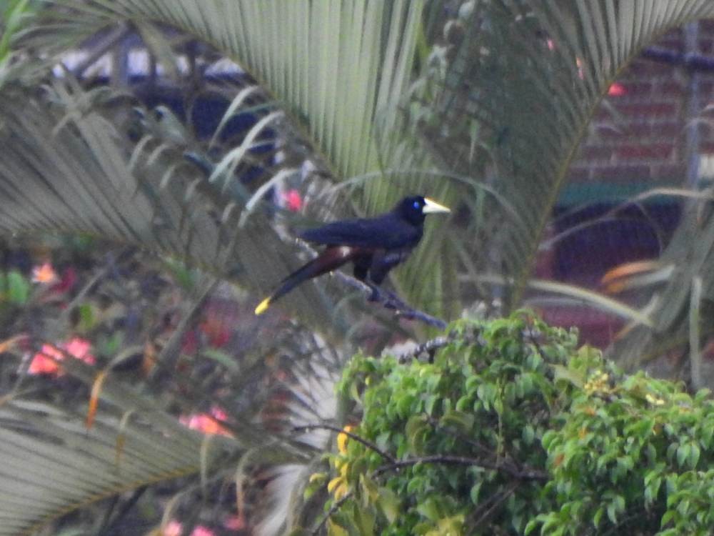 Crested Oropendola - ML646473242
