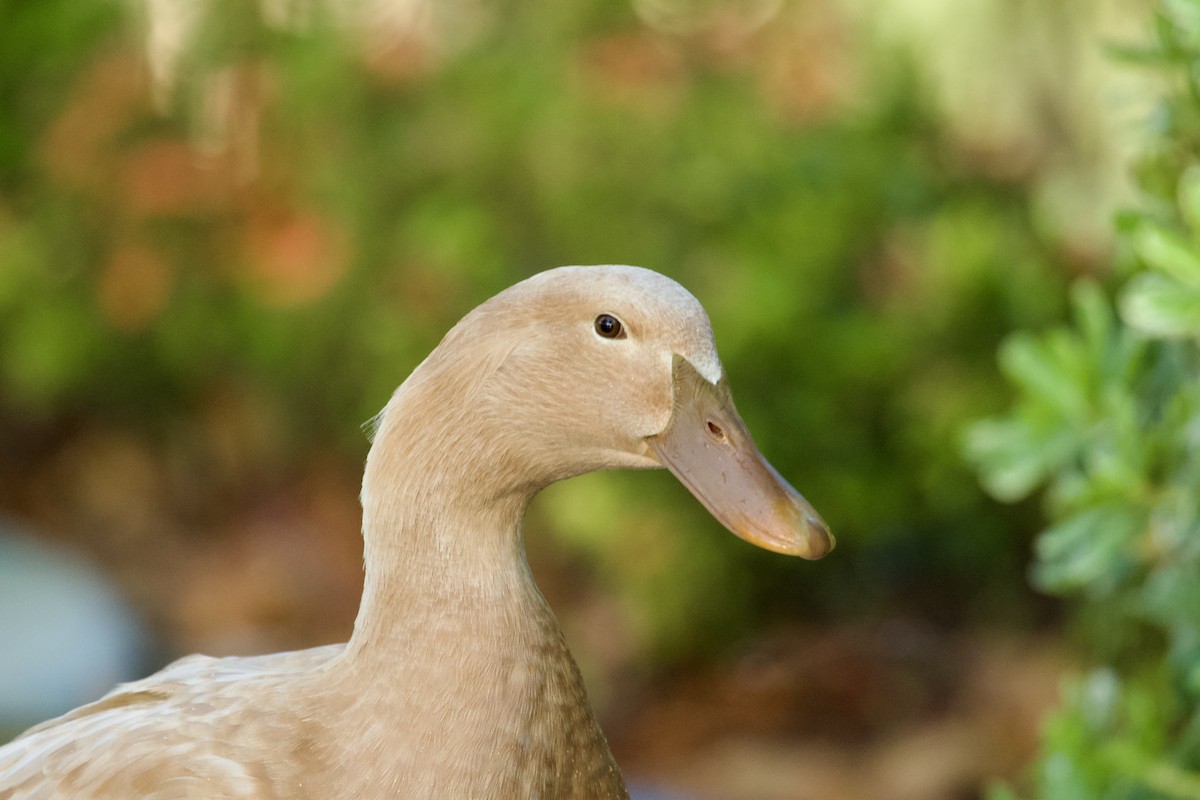 ברכיה - ML646473243