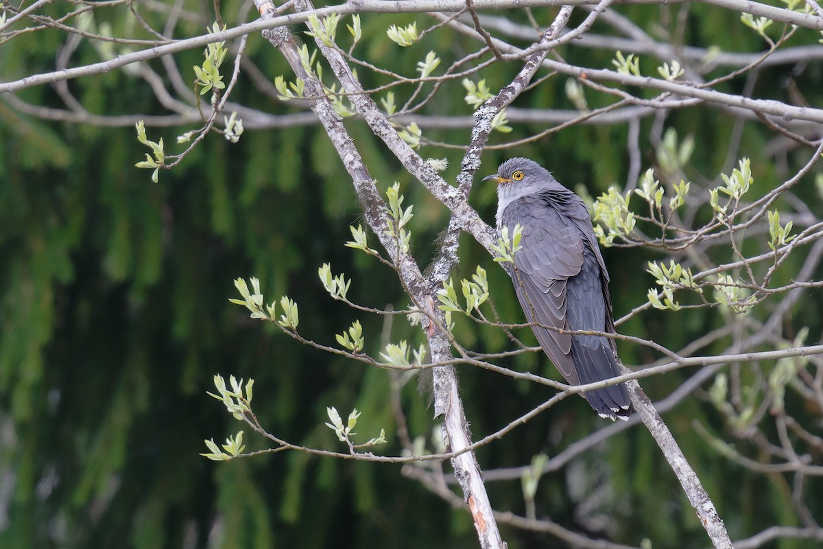 Common Cuckoo - ML646473246