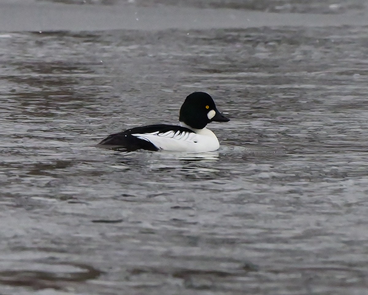 Common Goldeneye - ML646473247