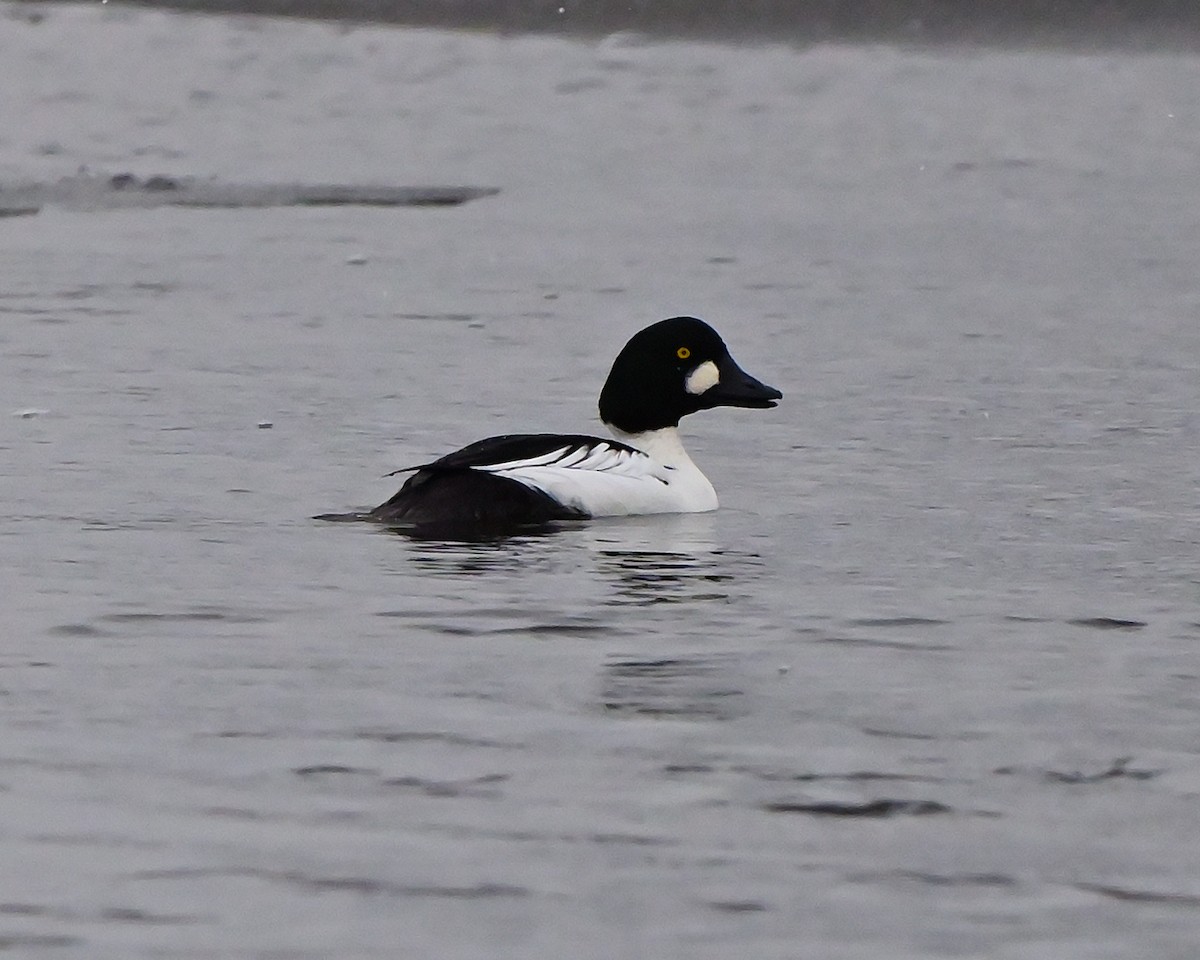 Common Goldeneye - ML646473248