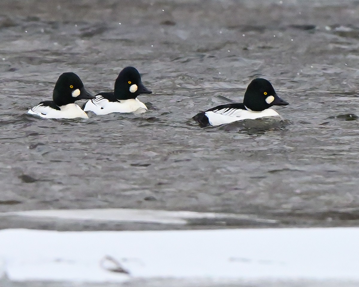 Common Goldeneye - ML646473249