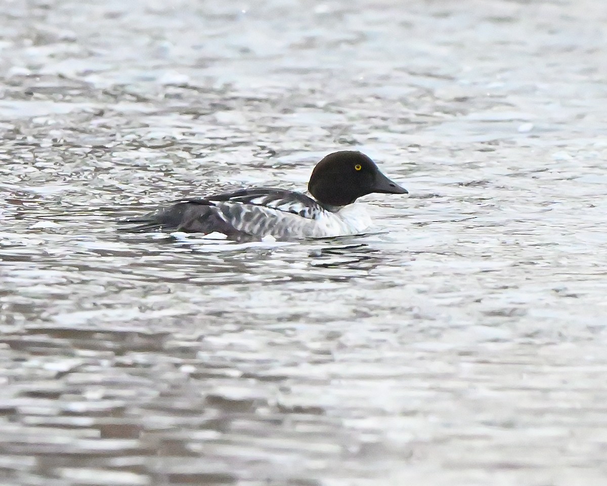 Common Goldeneye - ML646473250