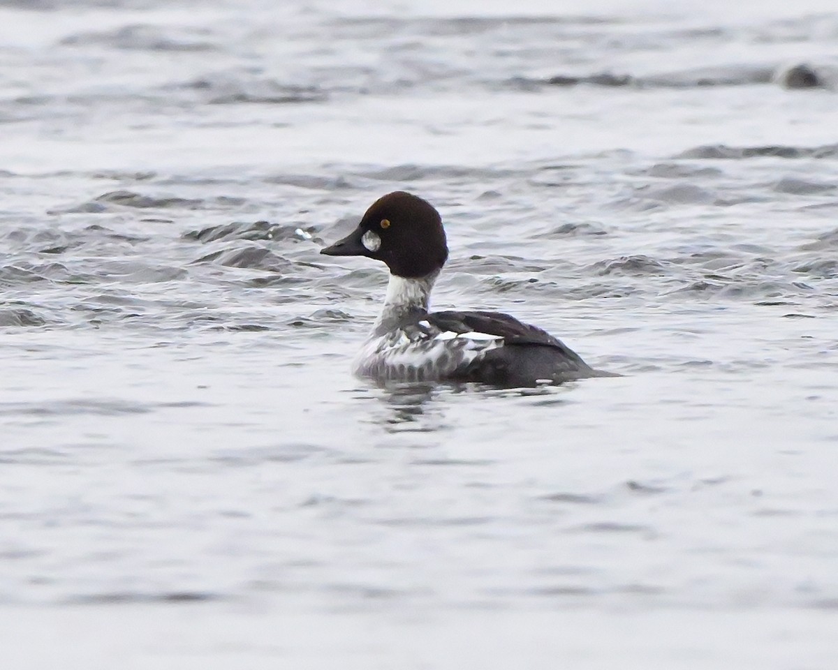 Common Goldeneye - ML646473251