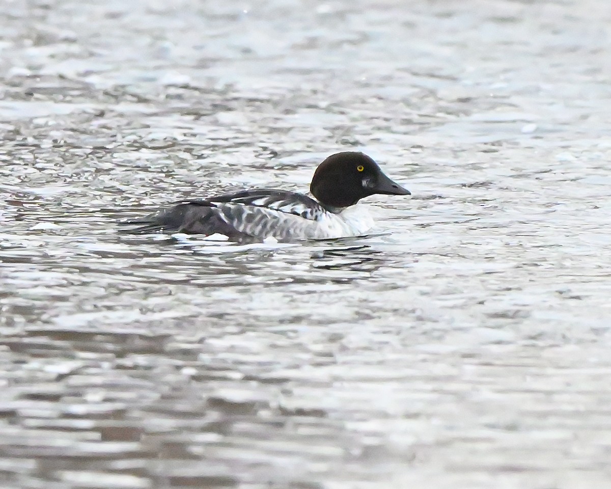 Common Goldeneye - ML646473252