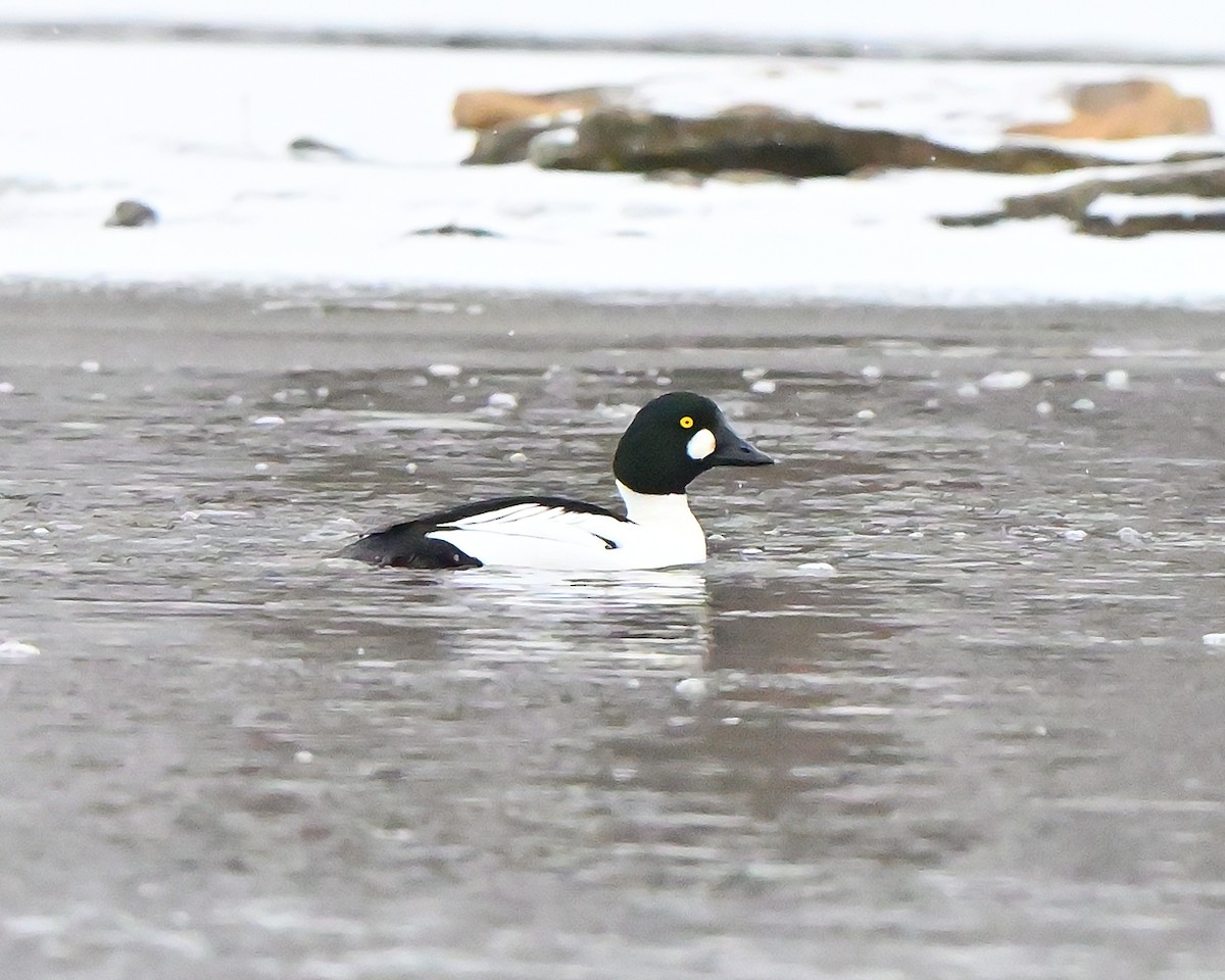 Common Goldeneye - ML646473253
