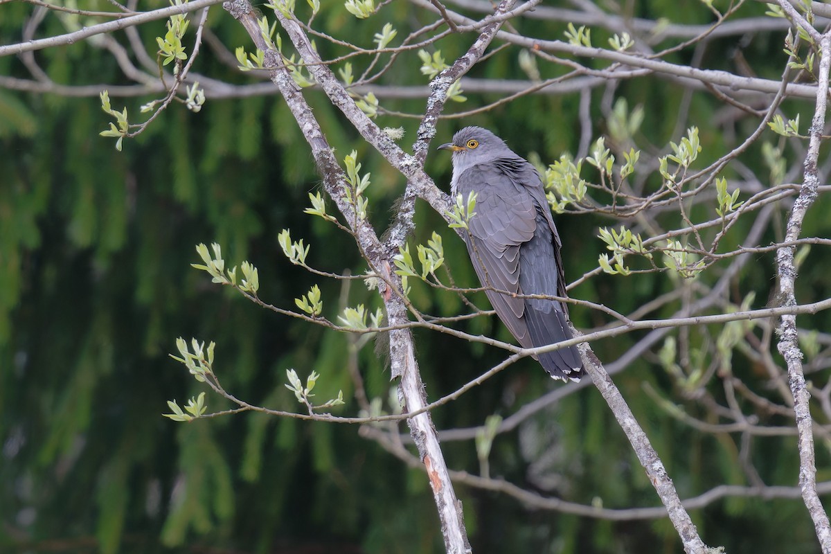 Common Cuckoo - ML646473254