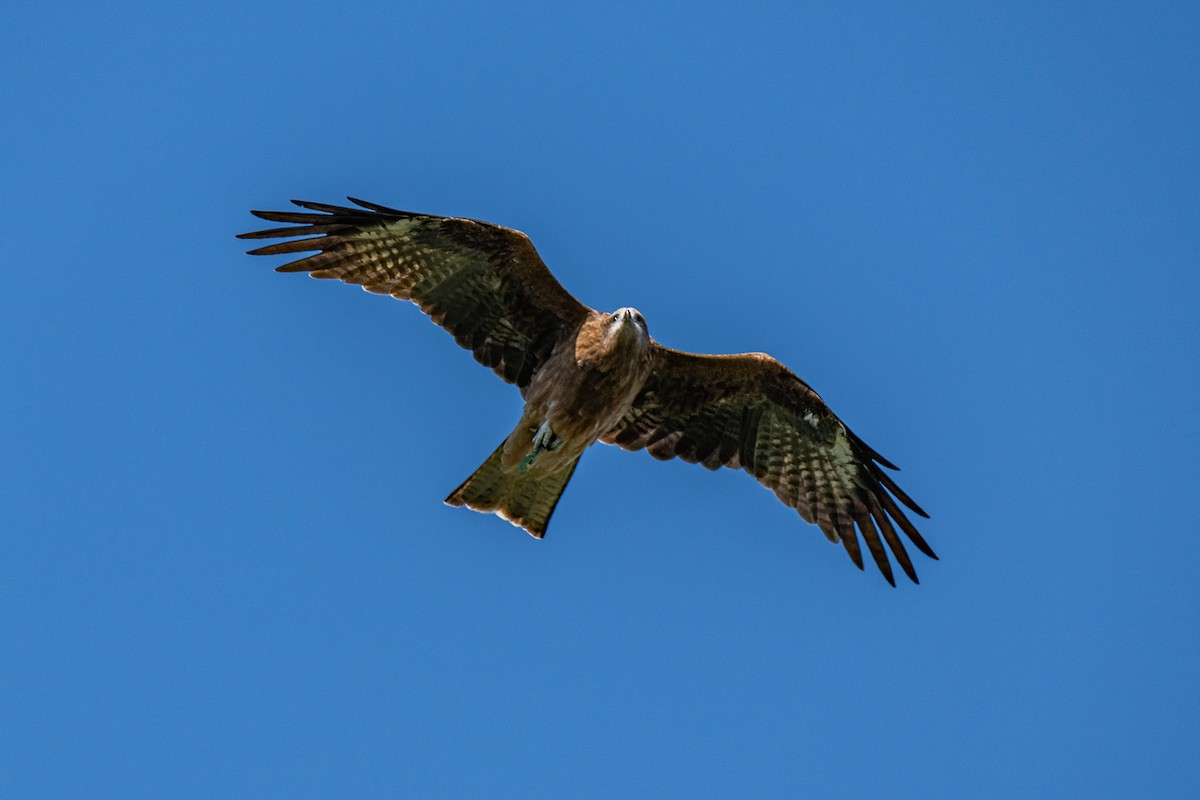Black Kite - ML646473256