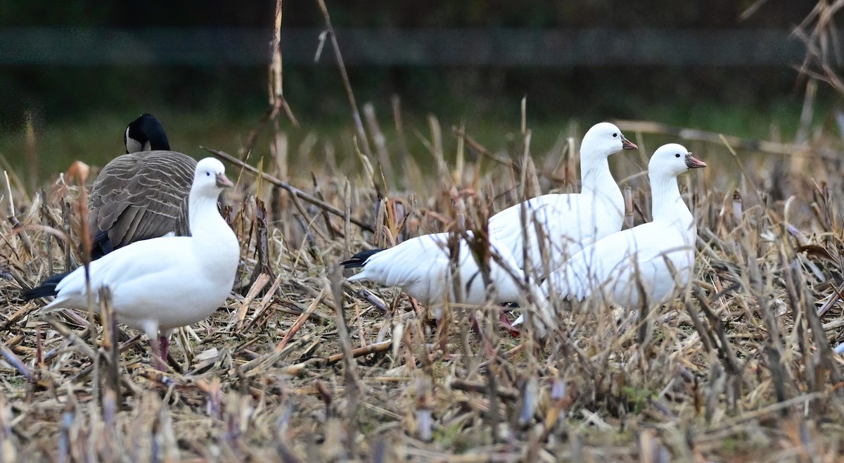 Гусь Росса - ML646473259