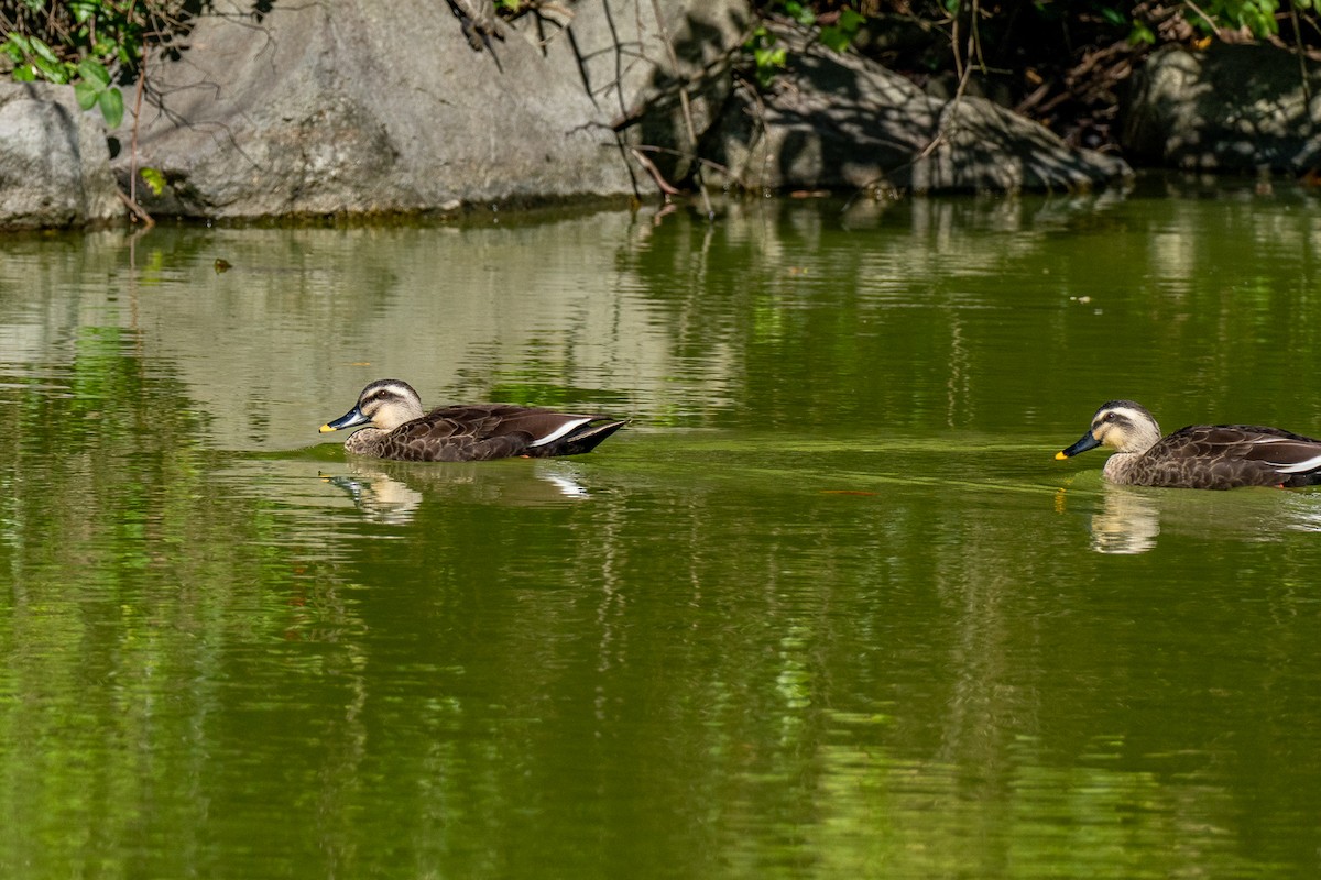 kinaand - ML646473262