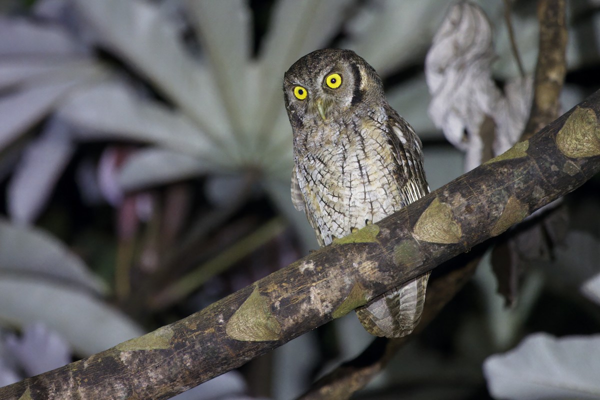 Tropical Screech-Owl - ML646473263