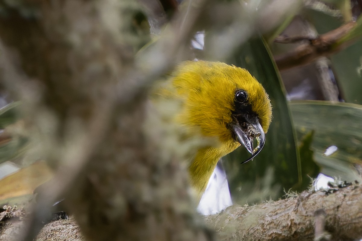 Akiapolaau - ML646473264