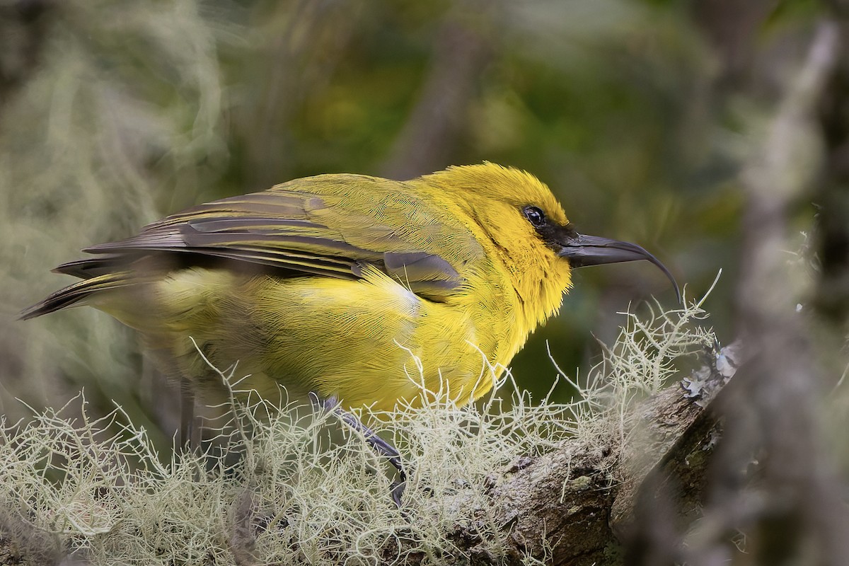 Akiapolaau - ML646473265