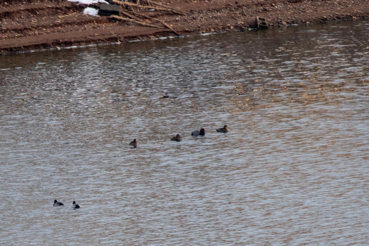 Redhead - ML646473266