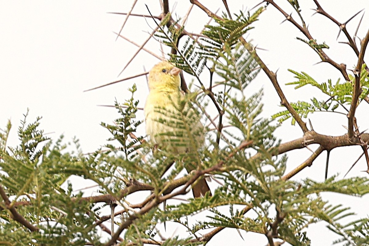 Sudan Golden Sparrow - ML646473268