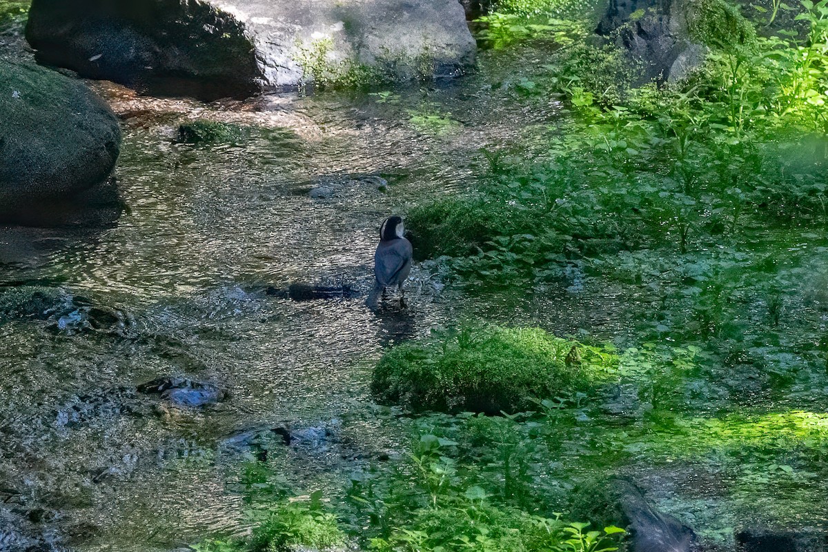 rødmeis - ML646473269