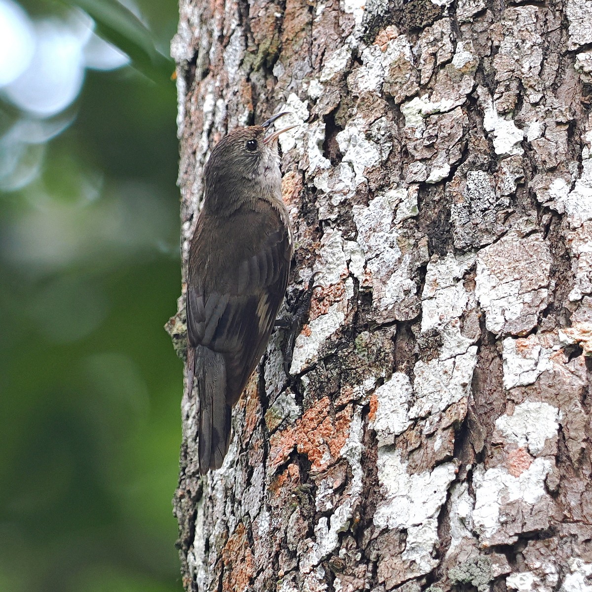 Échelet leucophée (minor) - ML646473270