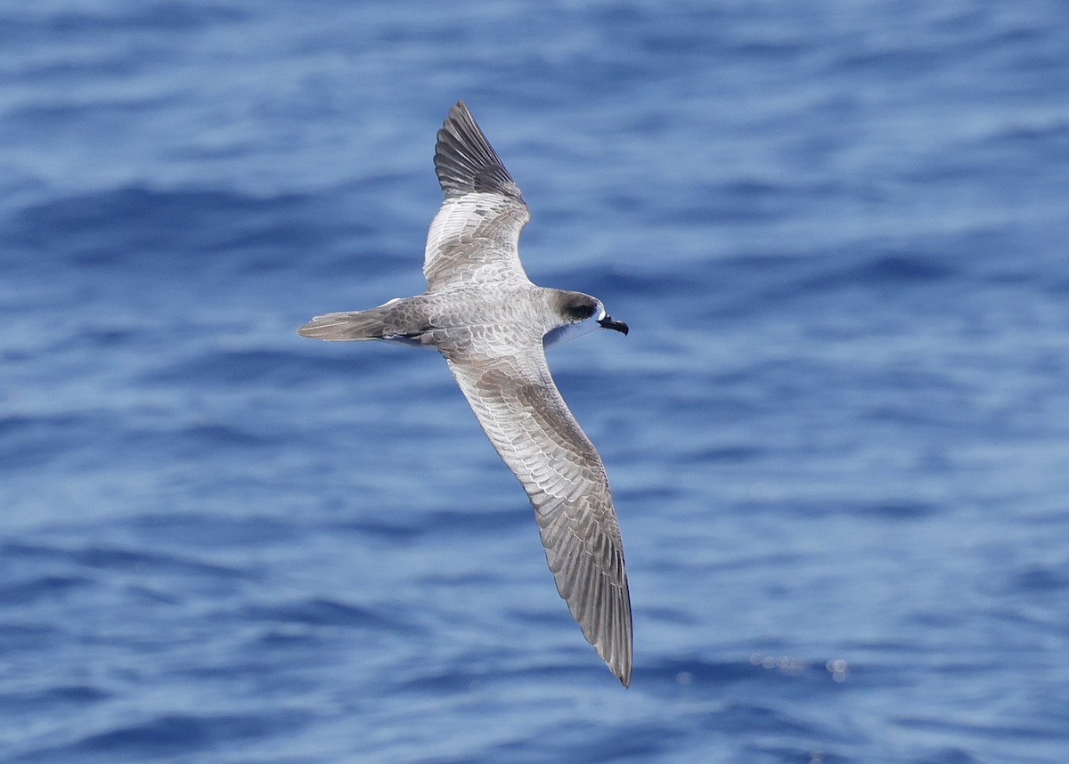 Реюньонский тайфунник - ML646473272