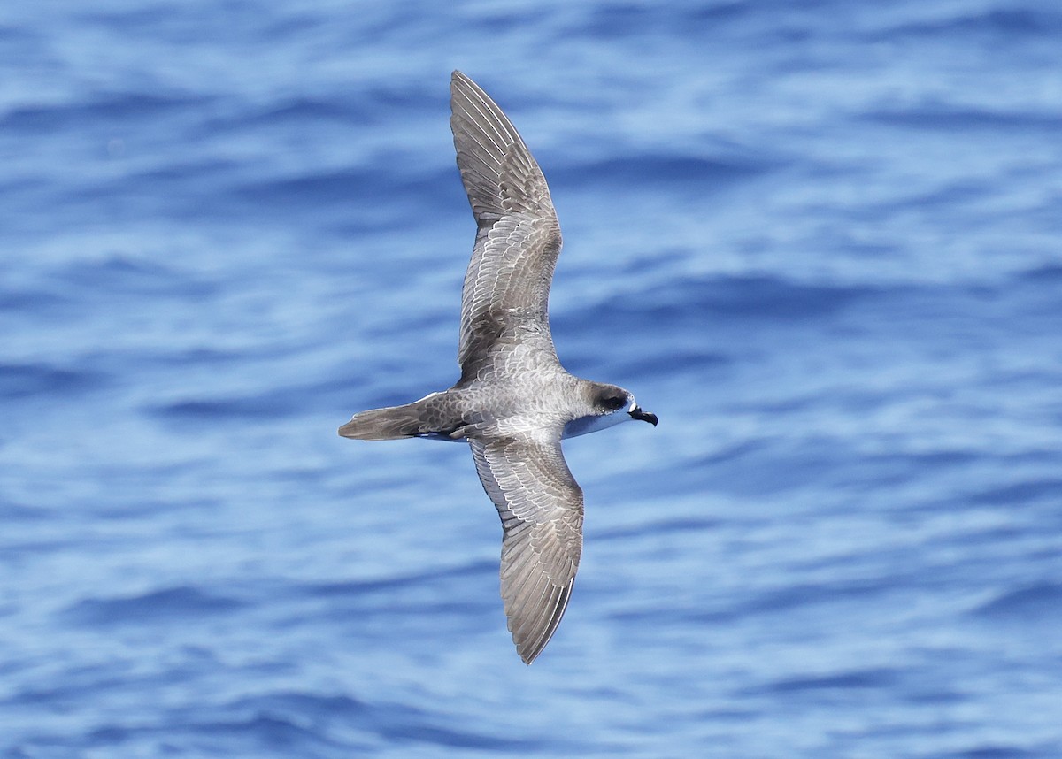 Реюньонский тайфунник - ML646473273