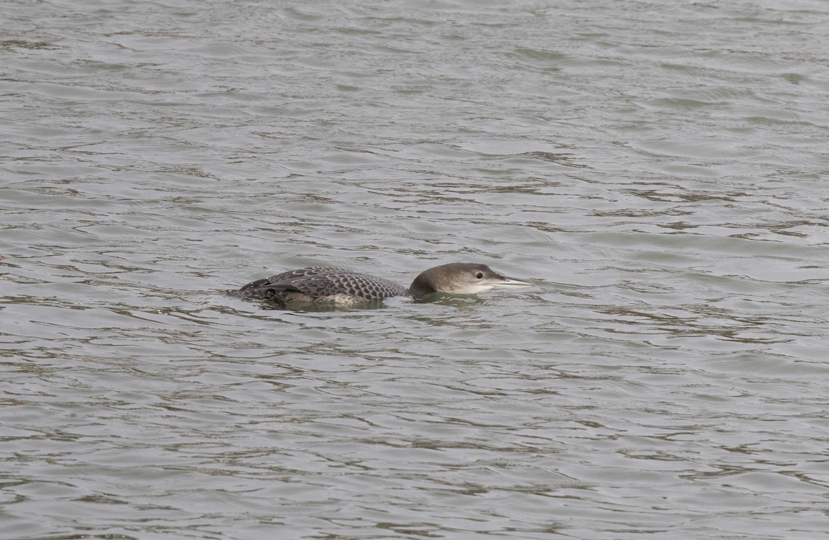Common Loon - ML646473276