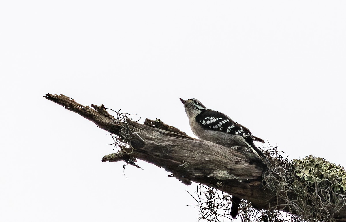 Pic mineur - ML646473277