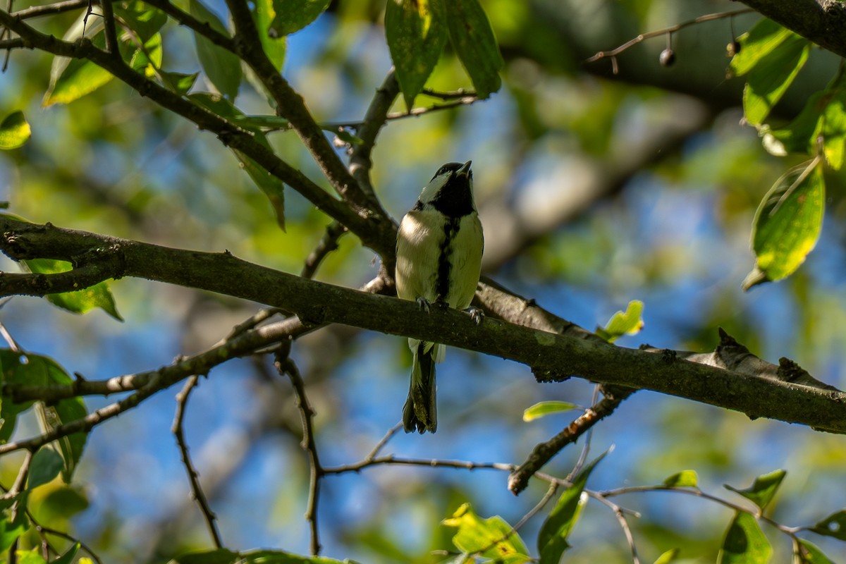 gråkjøttmeis - ML646473278