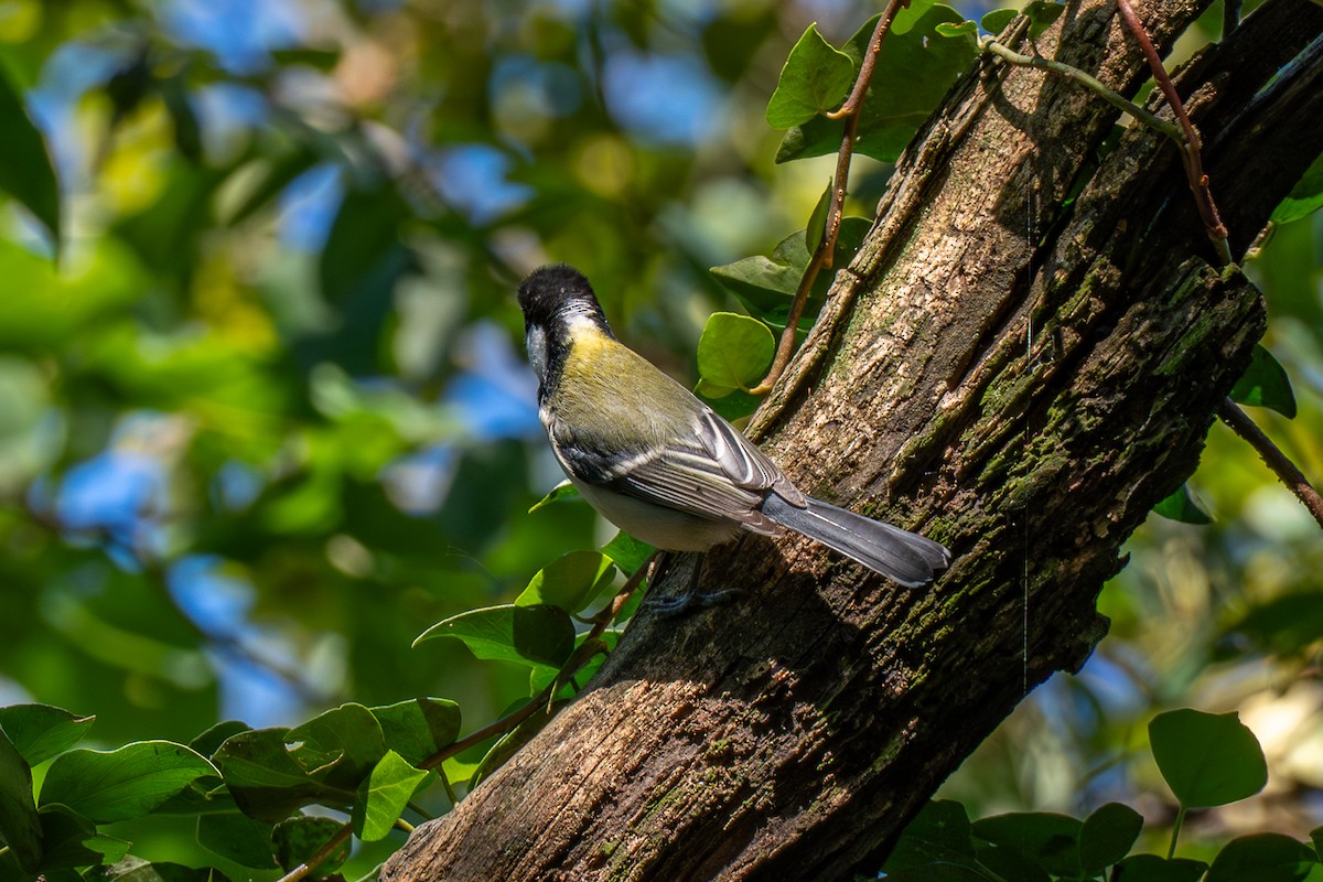 gråkjøttmeis - ML646473279