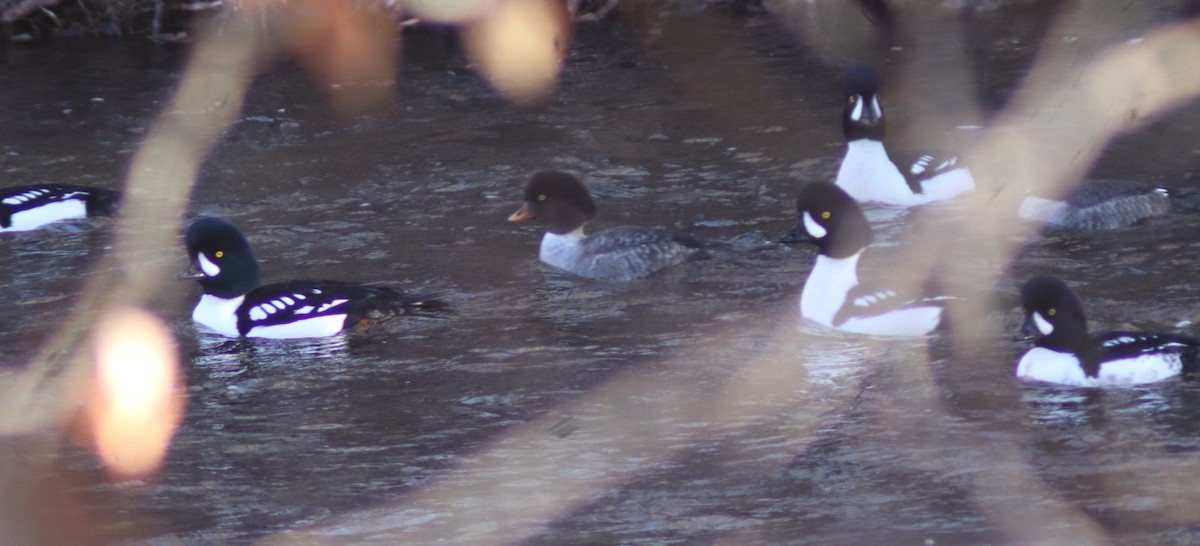 Barrow's Goldeneye - ML646473283