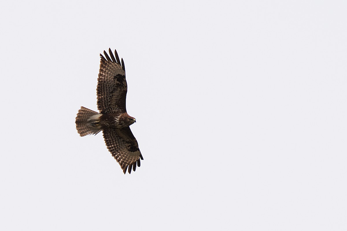 Buse variable - ML646473285