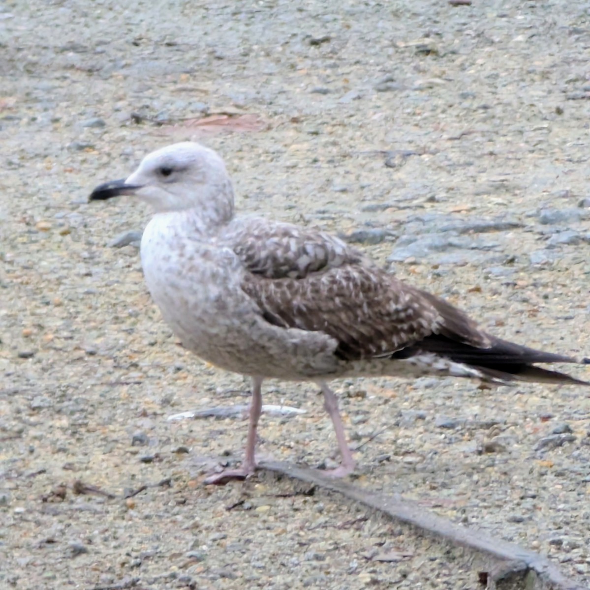 Goéland leucophée - ML646473287