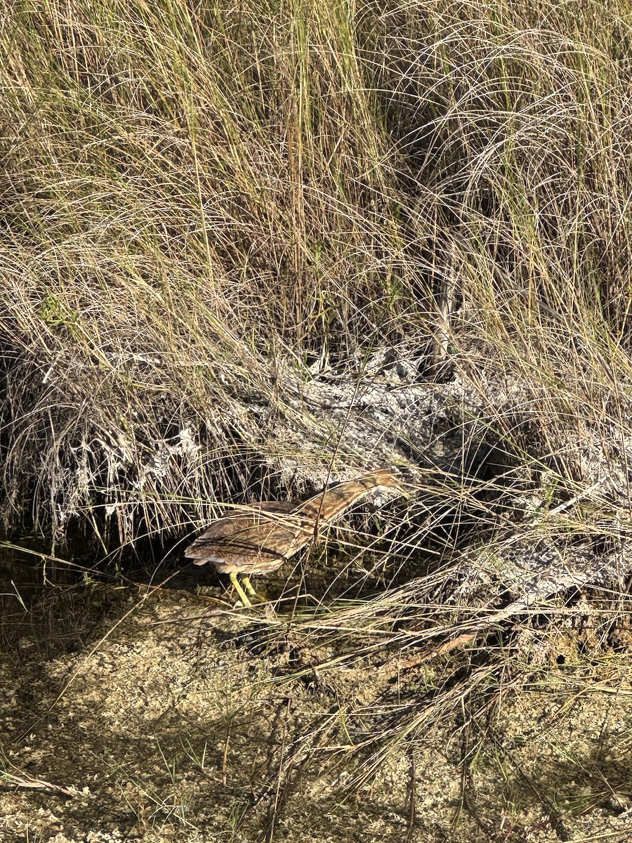 Amerika Balabanı - ML646473290