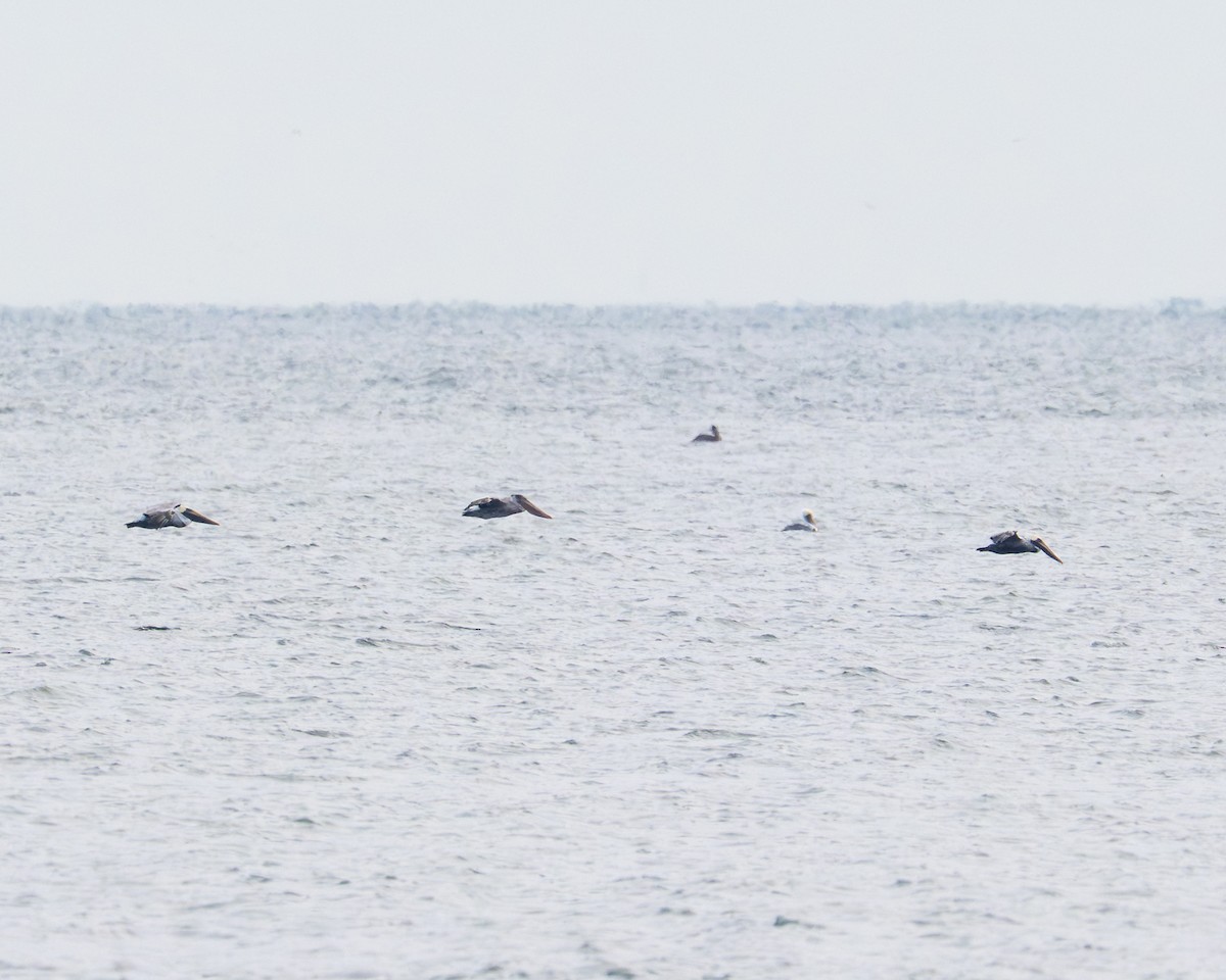 Brown Pelican - ML646473291