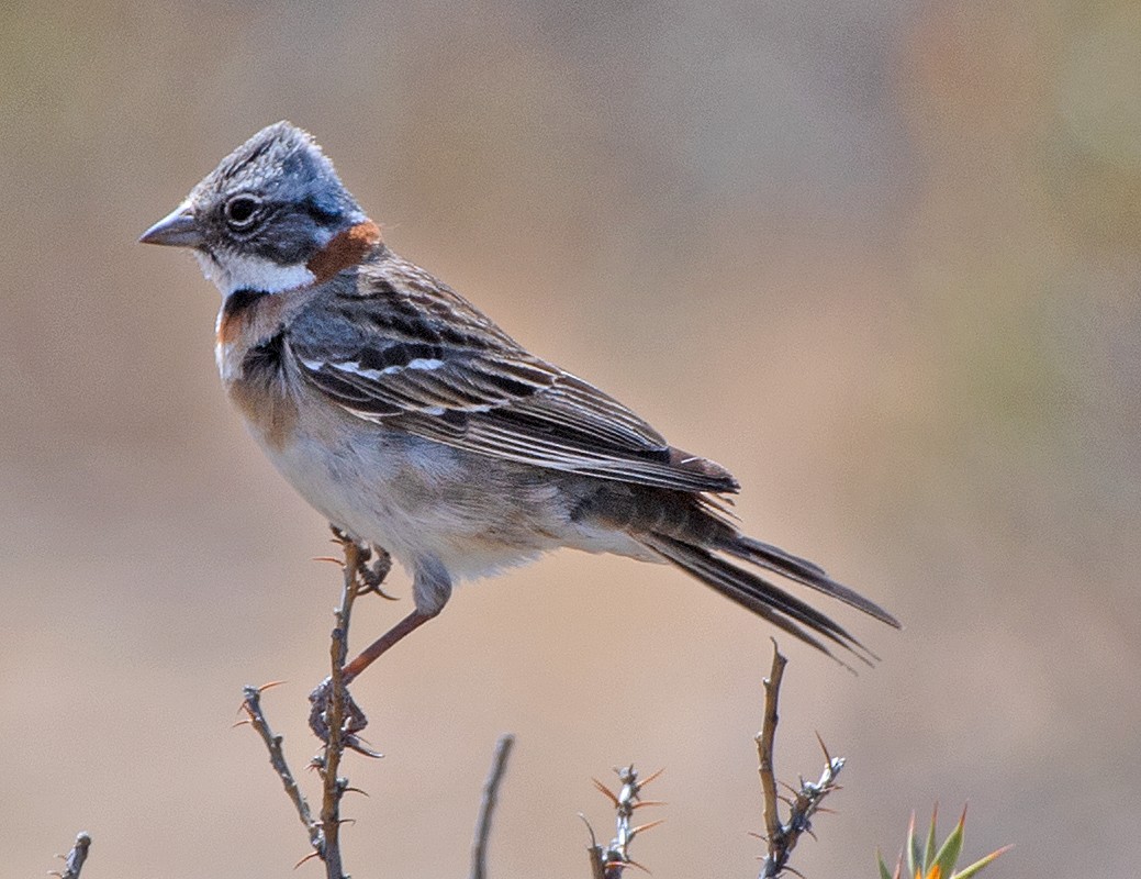 Rufous-collared Sparrow - ML646473293