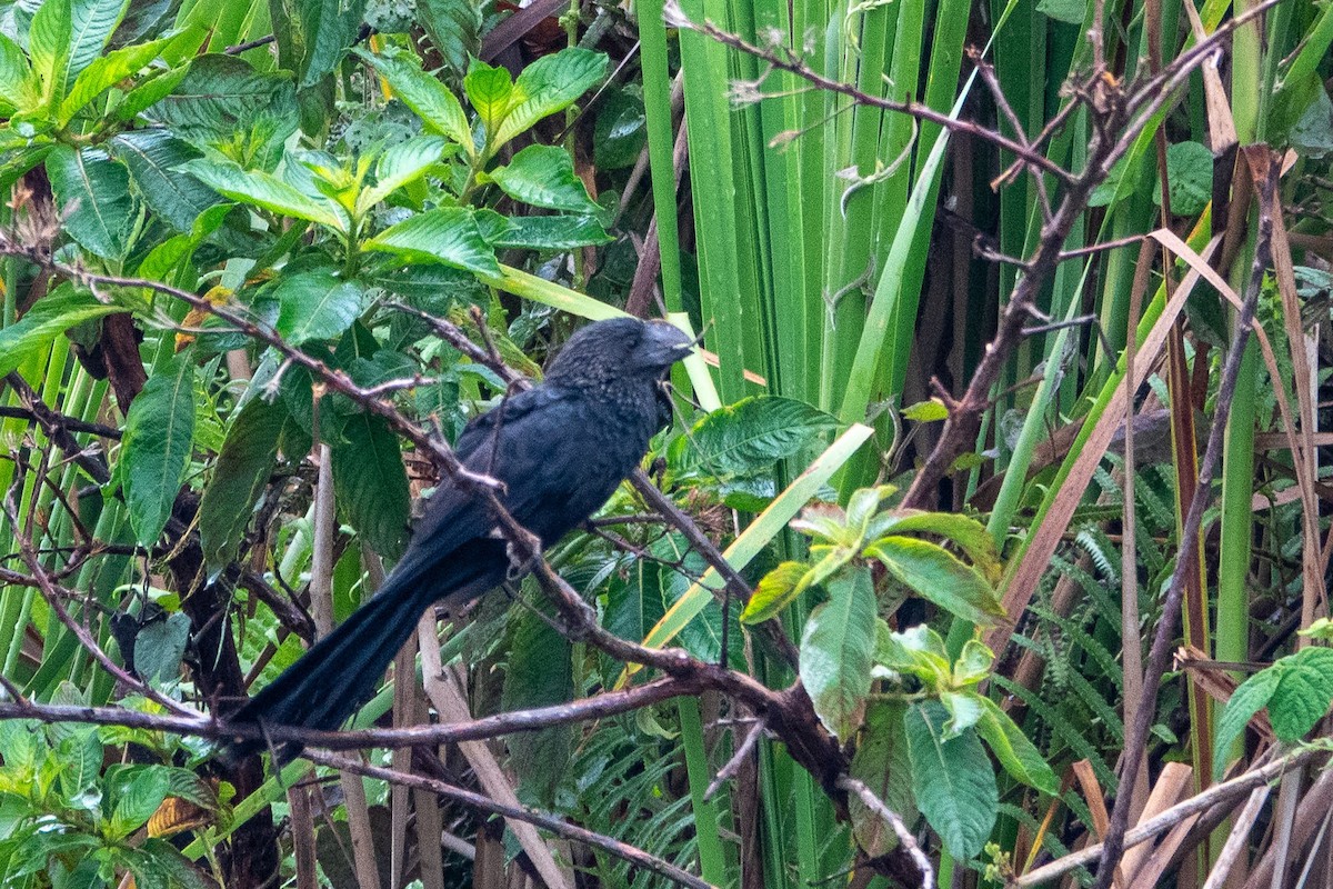 Ані товстодзьобий - ML646473294