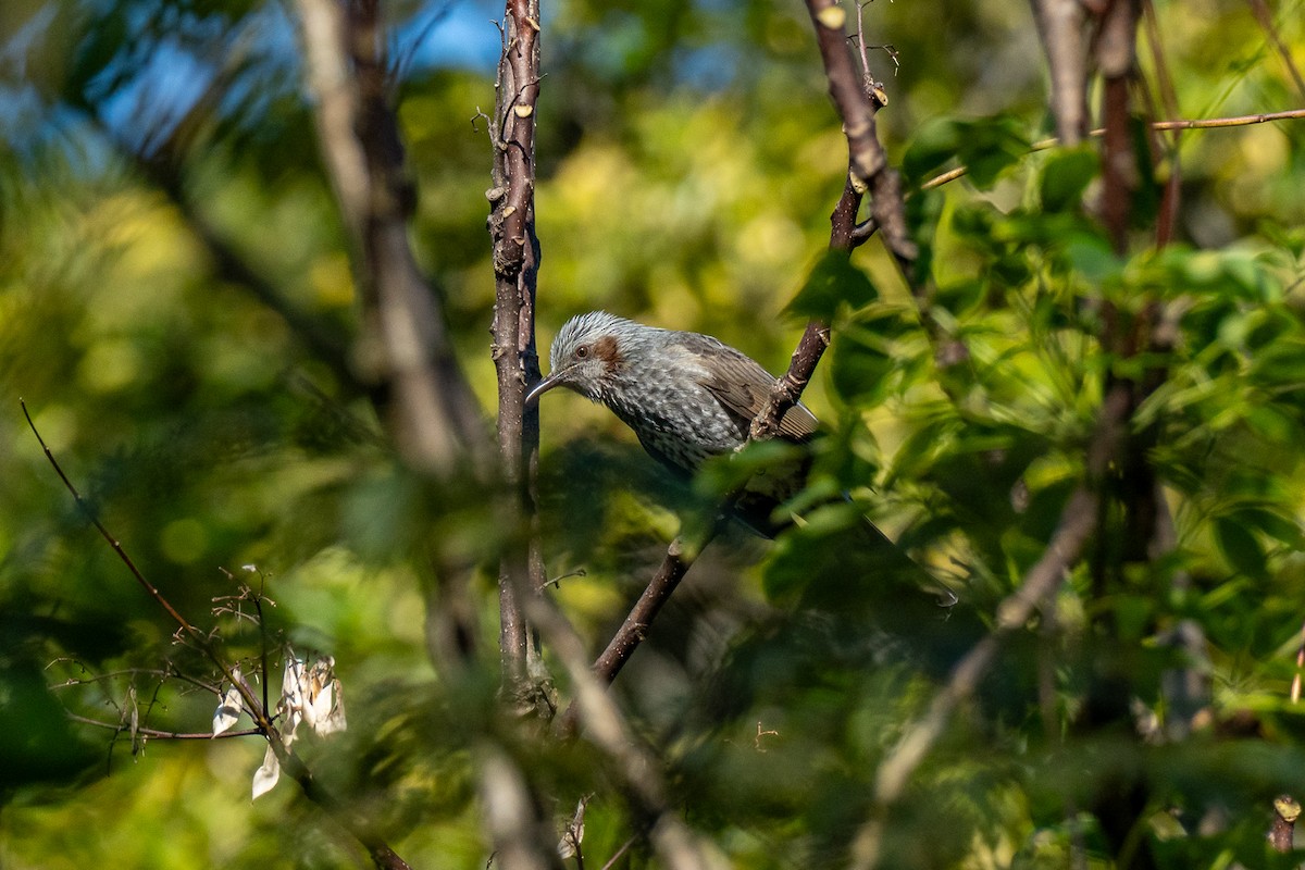 brunørebylbyl - ML646473295