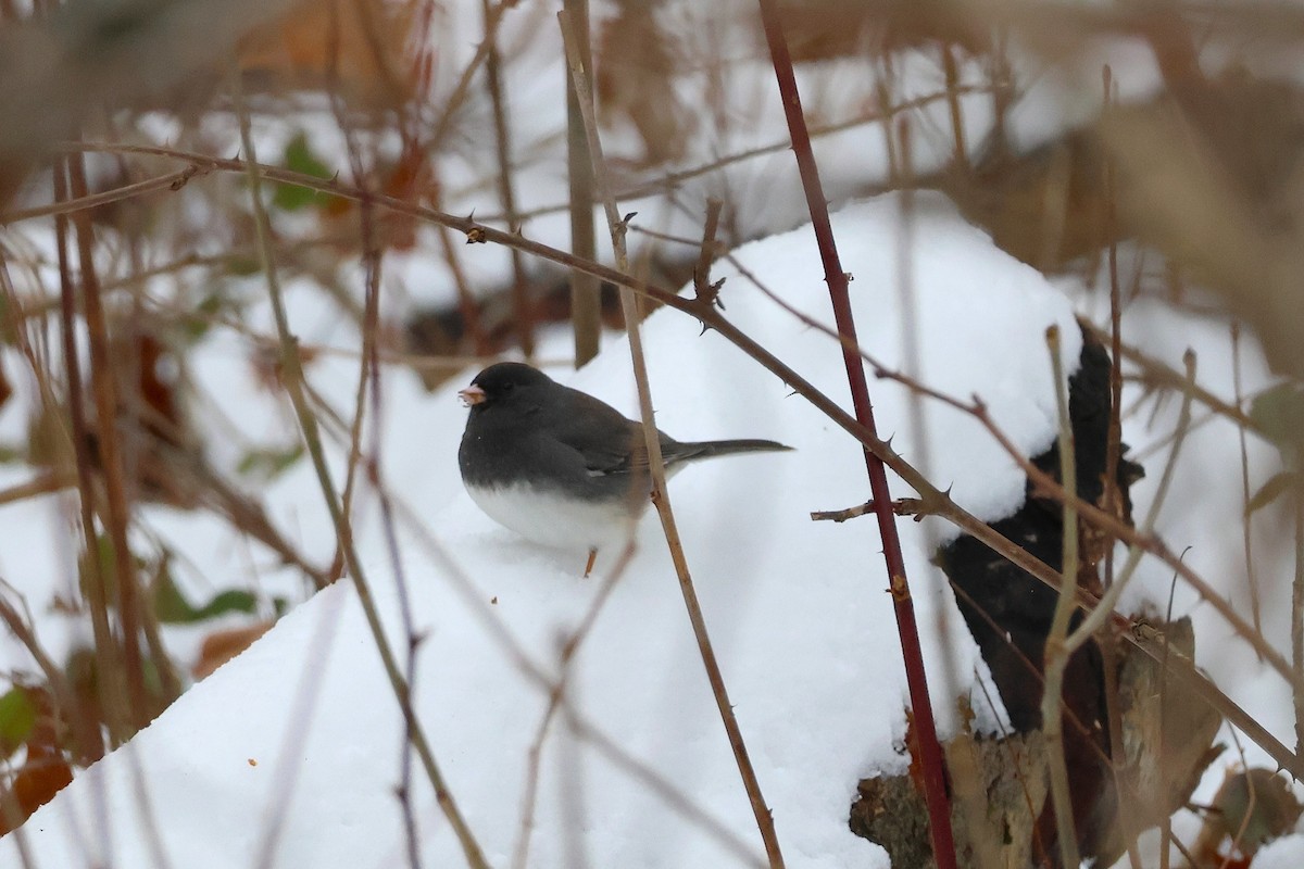 Dark-eyed Junco - ML646473296