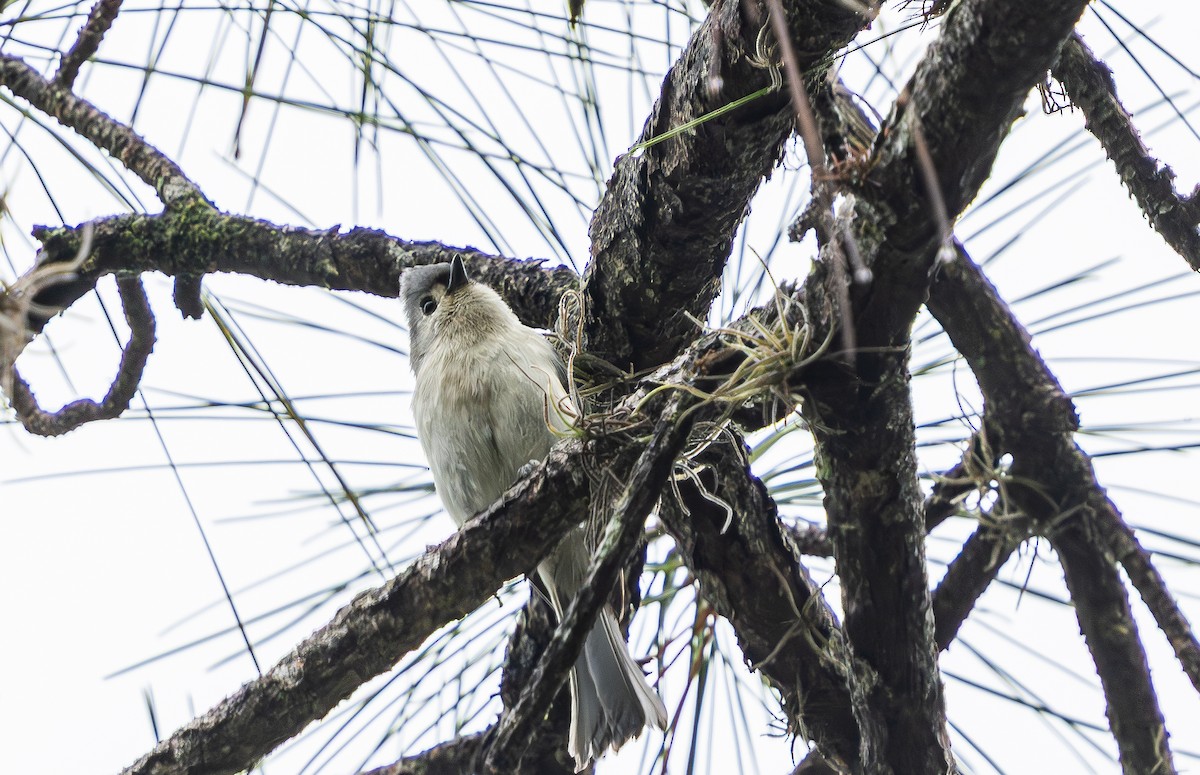 Mésange bicolore - ML646473297