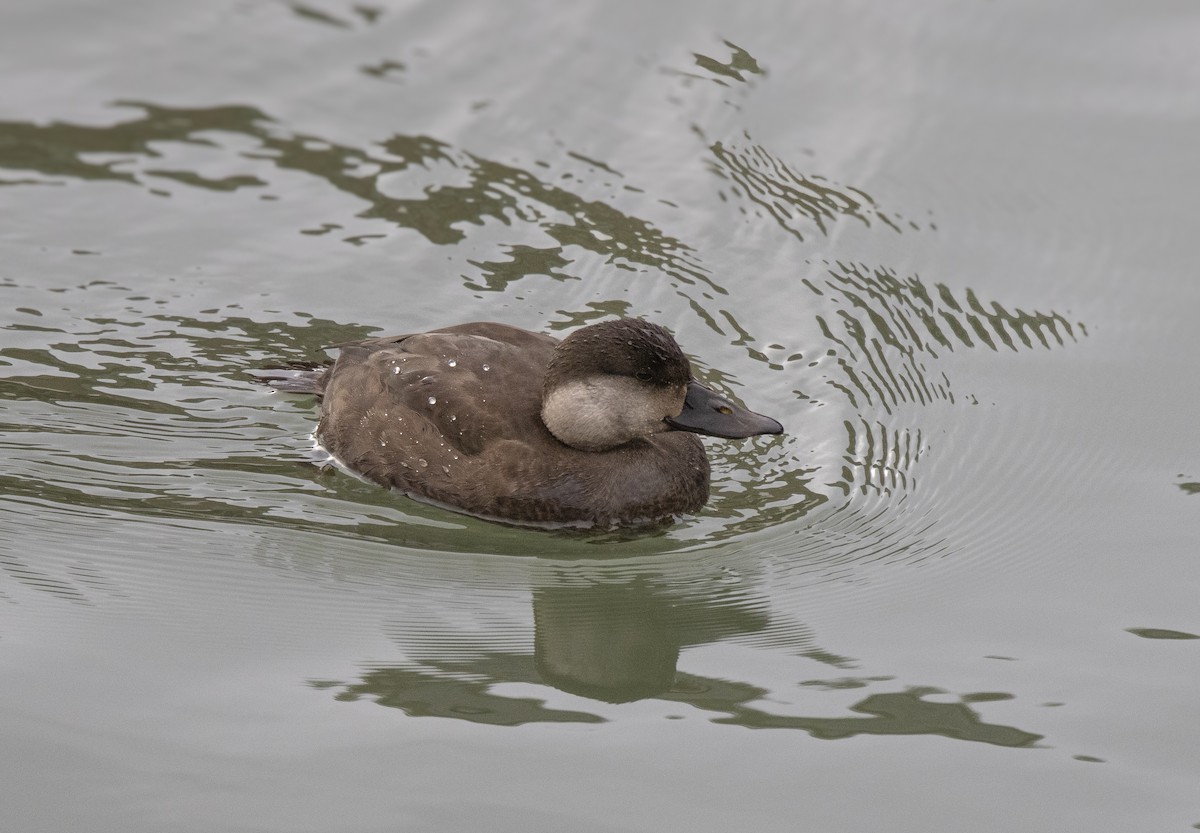 Common Scoter - ML646473298