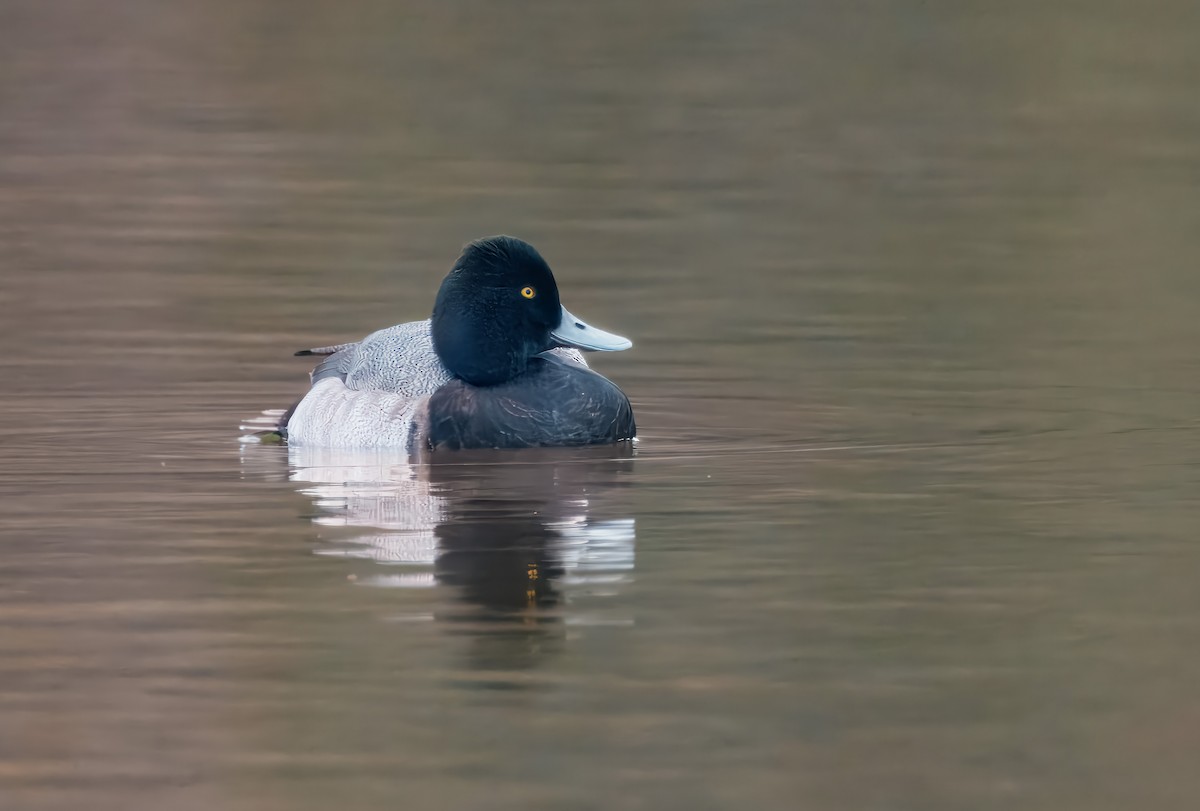 polák vlnkovaný - ML646473300