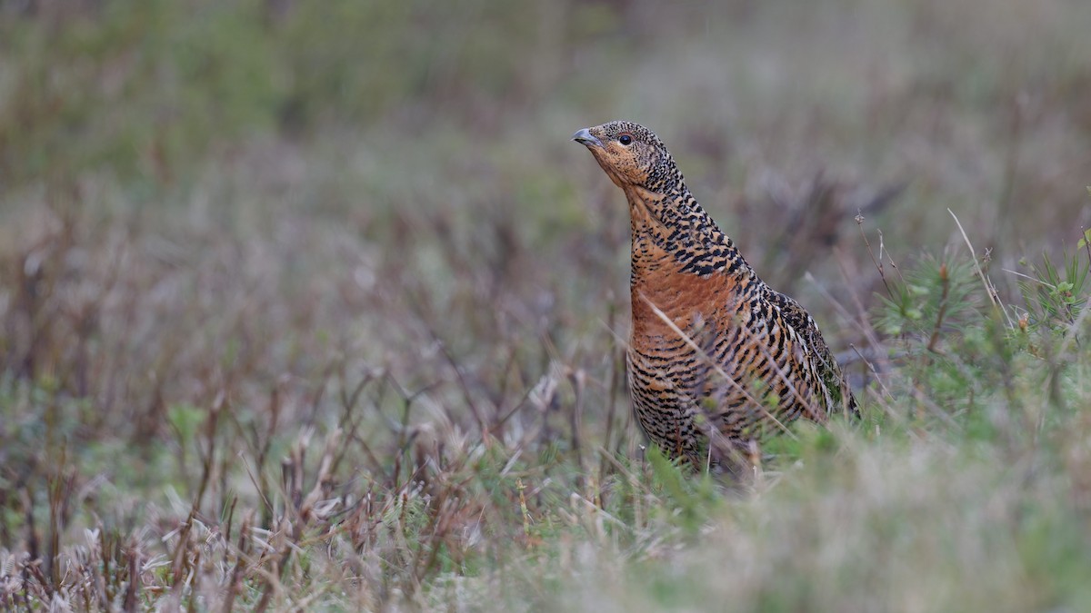 Western Capercaillie - ML646473301