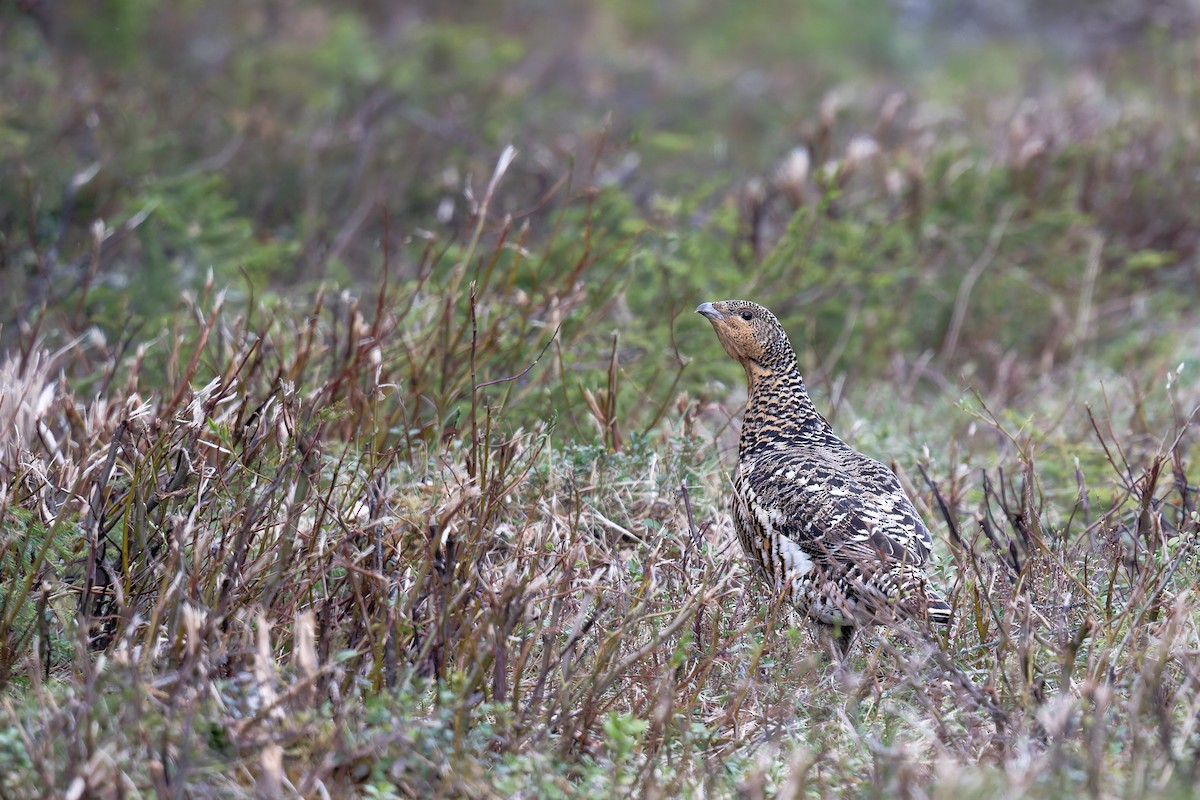 Western Capercaillie - ML646473302