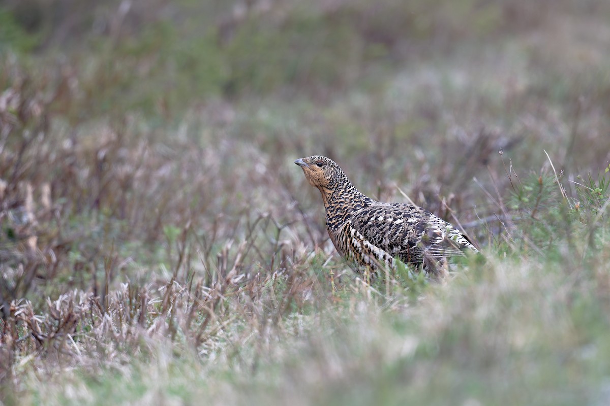 Western Capercaillie - ML646473303